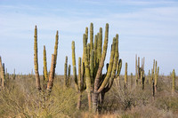 Mexican Giant Cactus - Pachycereus pringlei