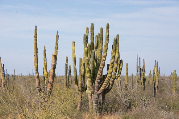 Mexican Giant Cactus - Pachycereus pringlei