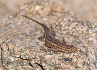 Desert Side-blotched Lizard - Uta stansburiana stejnegeri