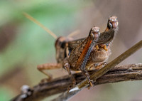 Grayish sagebrush grasshopper - Melanoplus cinereus