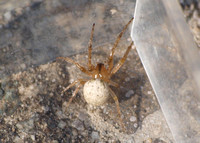 Orb weaver -Metazygia zilloides