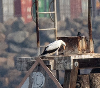 Nazca Booby - Sula granti