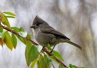 Oak Titmouse - Baeolophus inornatus