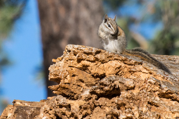 Merriam's Chipmunk - Neotamias merriami