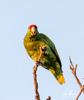 Red-crowned Parrot - Amazona viridigenalis