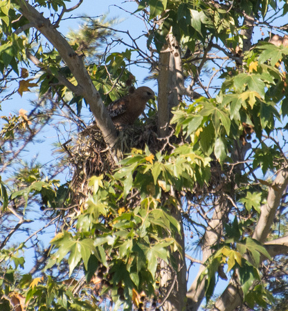 Nesting Red-shouldered Hawk - Buteo elegans