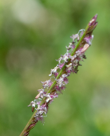 Bermuda Grass - Cynodon dactylon