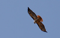 Red-tailed Hawk - Buteo jamaicensis