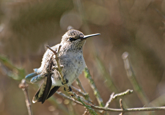 Black-chinned Hummingbird- Archilochus alexandri (juvenile)