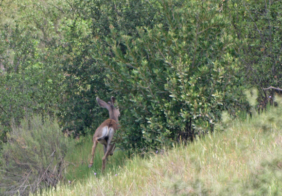 Mule Deer - Odocoileus hemionus