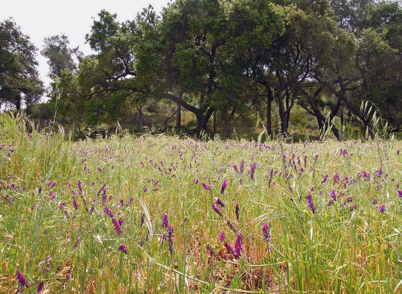Limestone Canyon Trail