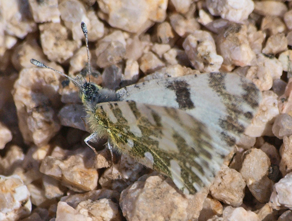 California marble - Euchloe hyantis (lotta?)