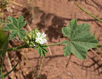 Cheeseweed - Malva parviflora