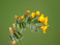 Common Fiddleneck - Amsinckia menziesii