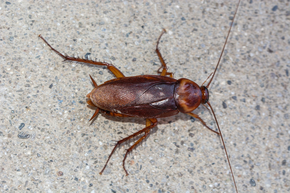 American cockroach - Periplaneta americana