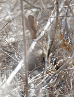 Desert cottontail  - Sylvilagus audubonnii