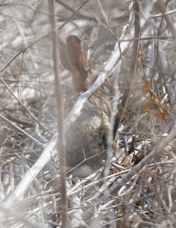 Desert cottontail  - Sylvilagus audubonnii