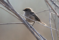 Bushtit - Psaltriparus minimus