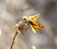 Woodland skipper - Ochlodes sylvanoides