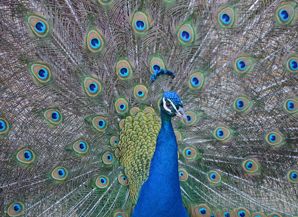 Blue Peafowl - Pavo cristatus