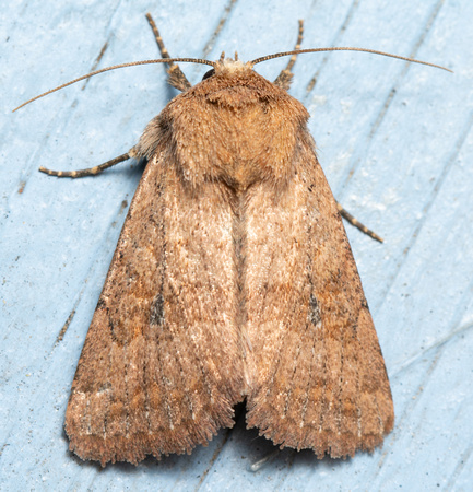 Armyworm - Mythimna unipuncta