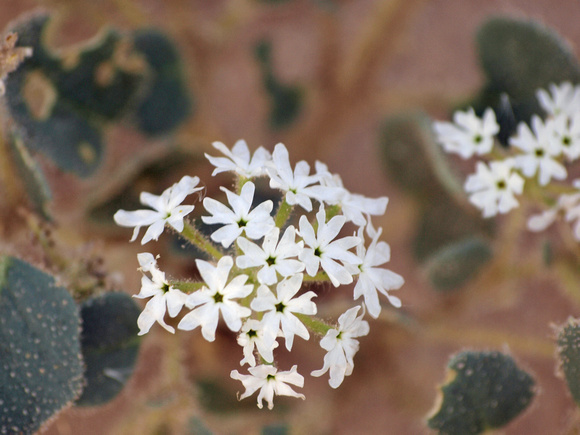 Desert Sand Verbena - Abronia villosa (white morph)