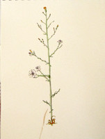 Small wirelettuce - Stephanomeria exigua