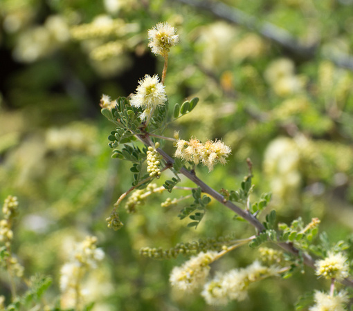 Catsclaw - Senegalia greggii