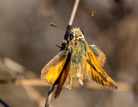 Woodland skipper - Ochlodes sylvanoides