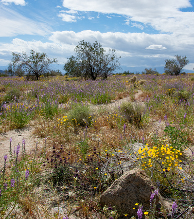 Superbloom