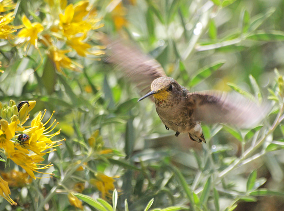 Anna's Hummingbird - Calypte anna