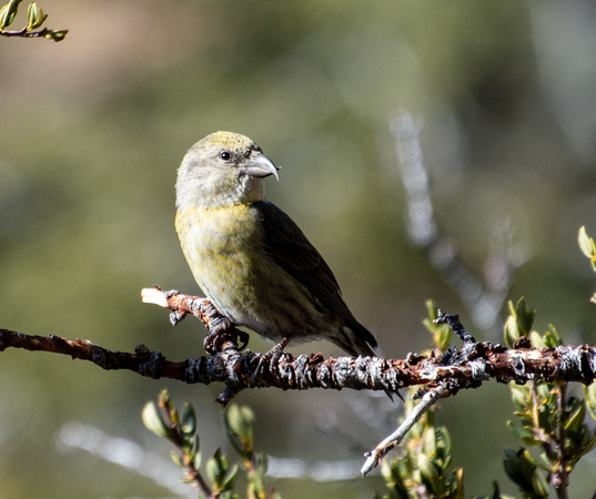 Red Crossbill - Loxia curvirostra