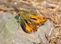 Fiery skipper - Hylefila phyleus