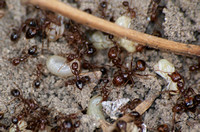 Red imported fire ant (RIFA) - Solenopsis invicta