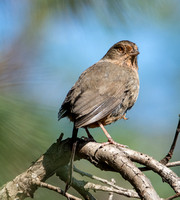 California Towhee - Melozone Crissalis