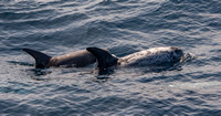 Risso's dolphin - Grampus griseus