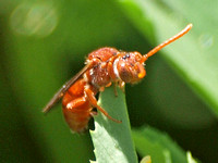 Cuckoo bee - Nomada sp.