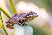 Baja California Treefrog - Pseudacris hypochondriaca