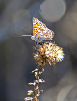 Behr's metalmark - Apodemia virgulti