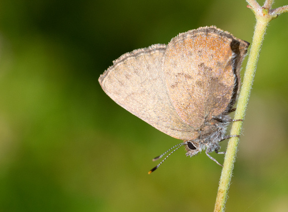 Brown Elfin - Callophrys augustinus