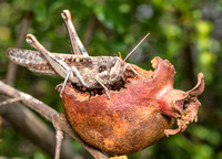 Gray bird grasshopper - Schistocerca nitens