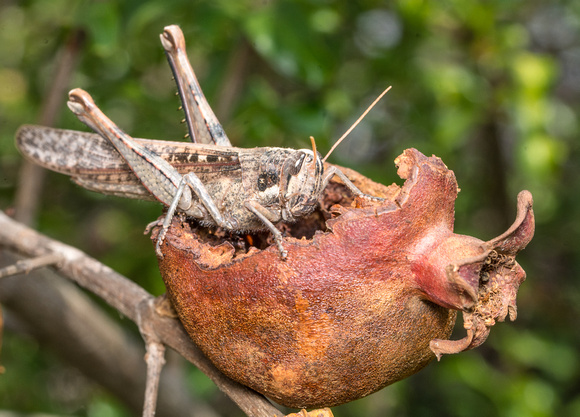 Gray bird grasshopper - Schistocerca nitens