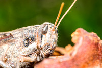 Gray bird grasshopper - Schistocerca nitens