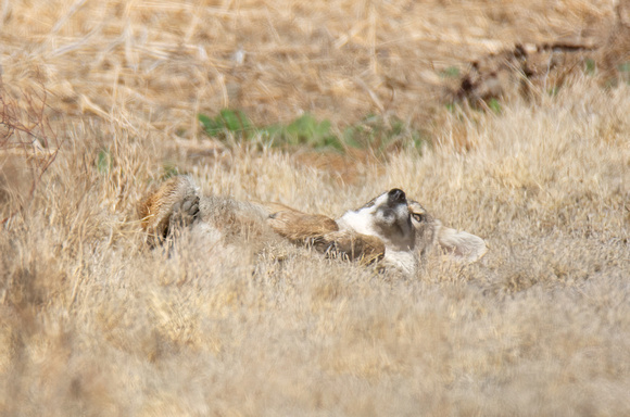 Coyote - Canis latrans