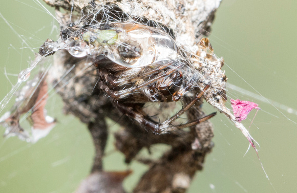 Orb weaver - Metepeira sp