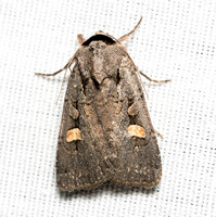 Noctuid moth - Adelphagrotis indeterminata