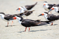 Black skimmer - Rynchops niger