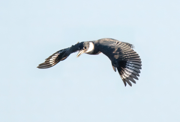 Belted Kingfisher - Ceryle alcyon