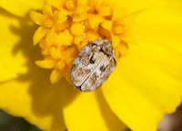 Carpet beetle - Anthrenus sp. on Wallace's Woolly Daisy