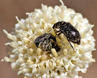 Flower beetle - Unidentified sp.  family Melyridae on Pincushion - Chaenactis artemisiifolia
